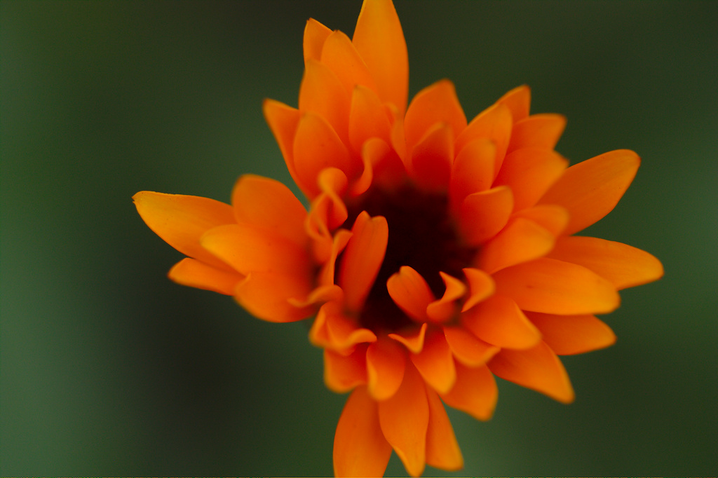 Orange Awakening